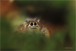 <p>SKÁKAVKA CÍSAŘSKÁ (Thyene imperialis) Řecko - Kréta</p>